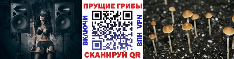 кракен как войти  Кубинка  Галлюциногенные грибы Cubensis 