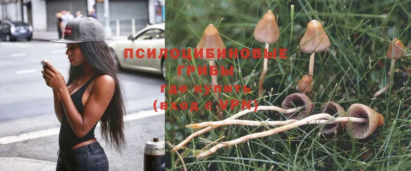 Галлюциногенные грибы Psilocybe Кубинка