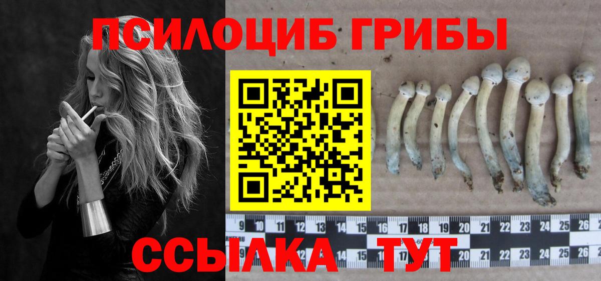 Псилоцибиновые грибы Psilocybe Кубинка